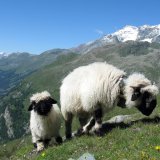 Mouton
